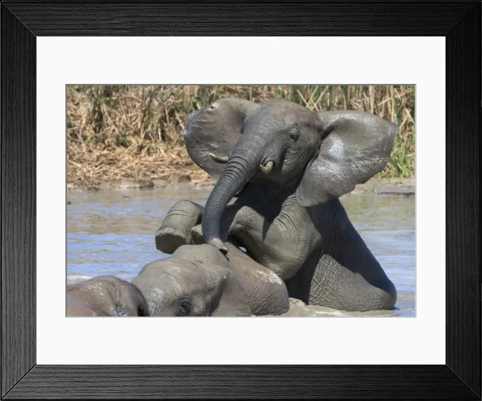 Framed Print : African elephants (Loxodonta africana) drinking and bathing at Hapoor waterhole, Addo Elephant National Park, Eastern Cape, South Africa, Africa Framed Print : African elephants (Loxodonta africana) drinking and bathing at Hapoor waterhole, Addo Elephant National Park, Eastern Cape, South Africa, Africa