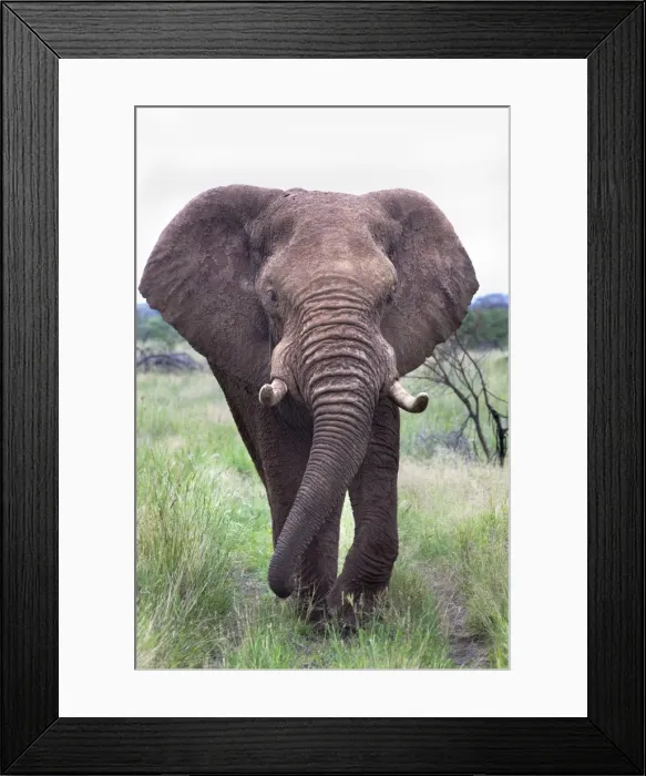 Framed Print : Bull elephant (Loxodonta africana), Madikwe Deserve, North West Province, South Africa, Africa Framed Print : Bull elephant (Loxodonta africana), Madikwe Deserve, North West Province, South Africa, Africa