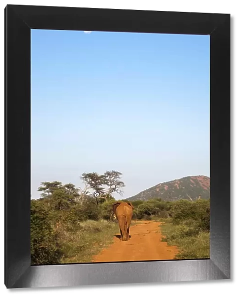 Bull elephant (Loxodonta africana) walking off, Madikwe Reserve, North West Province, South Africa, Africa
