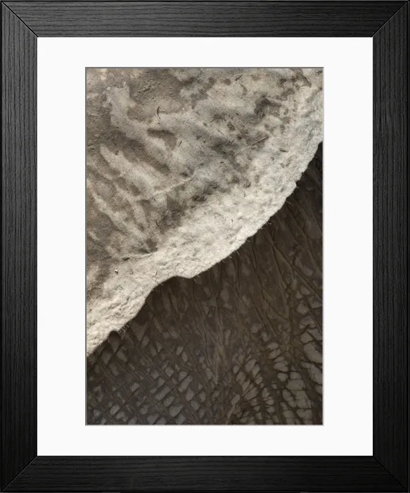 Framed Print : African elephant ear and skin detail (Loxodonta africana), Addo Elephant National Park, South Africa, Africa Framed Print : African elephant ear and skin detail (Loxodonta africana), Addo Elephant National Park, South Africa, Africa