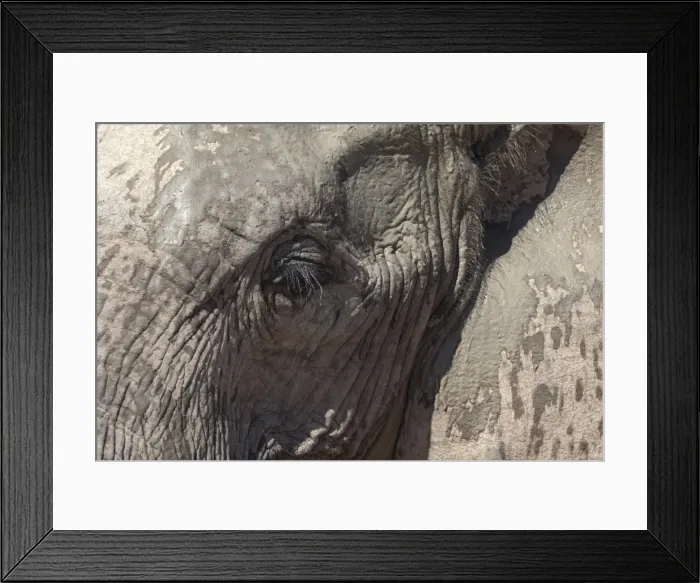 Framed Print : African elephant head and skin detail (Loxodonta africana), Addo Elephant National Park, South Africa, Africa Framed Print : African elephant head and skin detail (Loxodonta africana), Addo Elephant National Park, South Africa, Africa