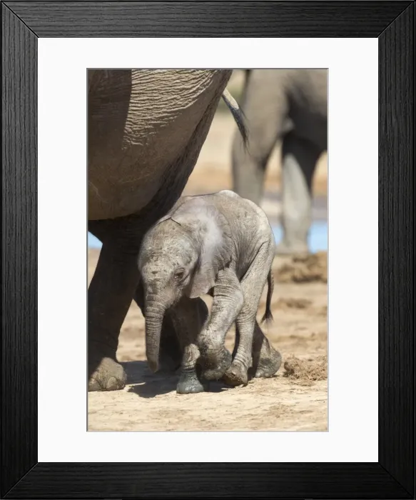 Framed Print : Elephants (Loxodonta africana) new-born, Addo Elephant National Park, South Africa, Africa Framed Print : Elephants (Loxodonta africana) new-born, Addo Elephant National Park, South Africa, Africa