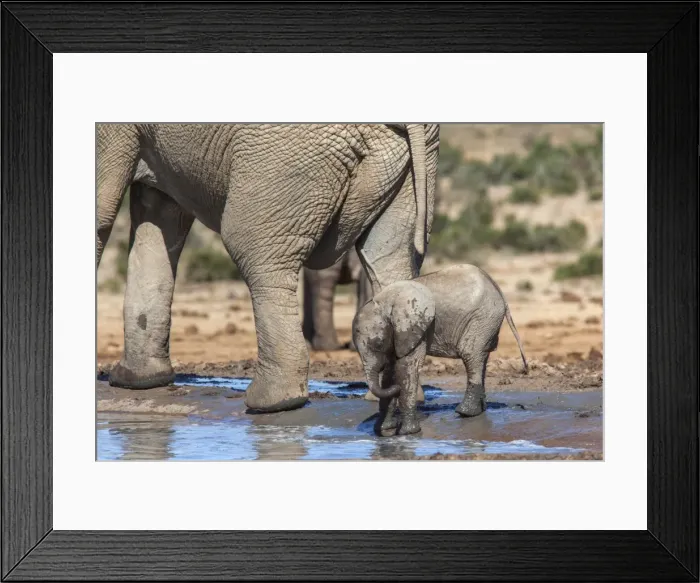 Framed Print : Elephant (Loxodonta africana) calf at water, Addo Elephant National Park, South Africa, Africa Framed Print : Elephant (Loxodonta africana) calf at water, Addo Elephant National Park, South Africa, Africa