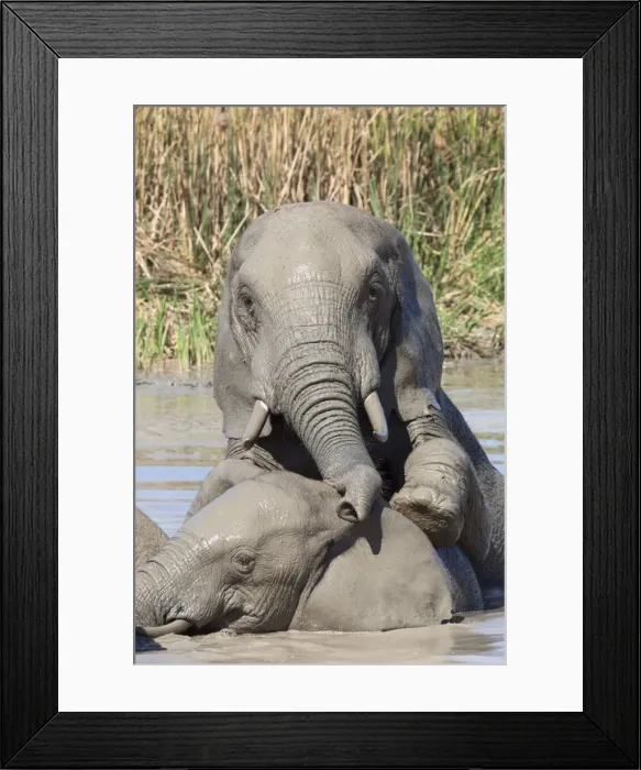 Framed Print : Elephants (Loxodonta africana) playing in water, Addo Elephant National Park, South Africa, Africa Framed Print : Elephants (Loxodonta africana) playing in water, Addo Elephant National Park, South Africa, Africa