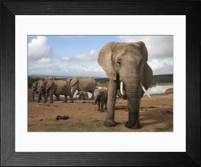 Framed Print : Elephants (Loxodonta africana), Addo Elephant National Park, South Africa, Africa Framed Print : Elephants (Loxodonta africana), Addo Elephant National Park, South Africa, Africa