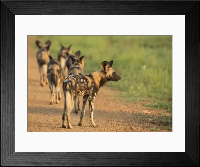 Framed Print : African wild dogs (Lycaon pictus), Madikwe Game Reserve, North West province, South Africa, Africa Framed Print : African wild dogs (Lycaon pictus), Madikwe Game Reserve, North West province, South Africa, Africa