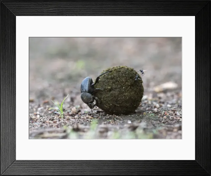 Framed Print : Dung beetle (Scarabaeidae) rolling ball it has made out of zebra dung, Pilanesberg National Park, North West Province, South Africa, Africa