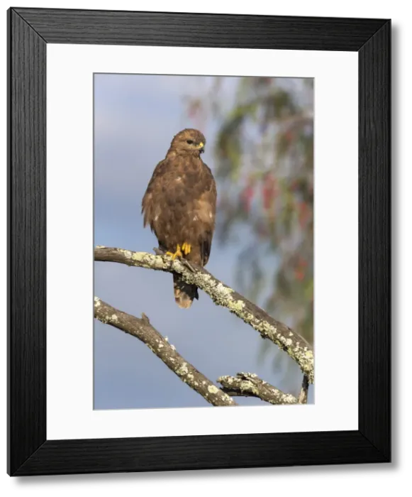 Framed Print : Steppe buzzard (Buteo vulpinus), Mountain Zebra National Park, Eastern Cape, South Africa, Africa Framed Print : Steppe buzzard (Buteo vulpinus), Mountain Zebra National Park, Eastern Cape, South Africa, Africa
