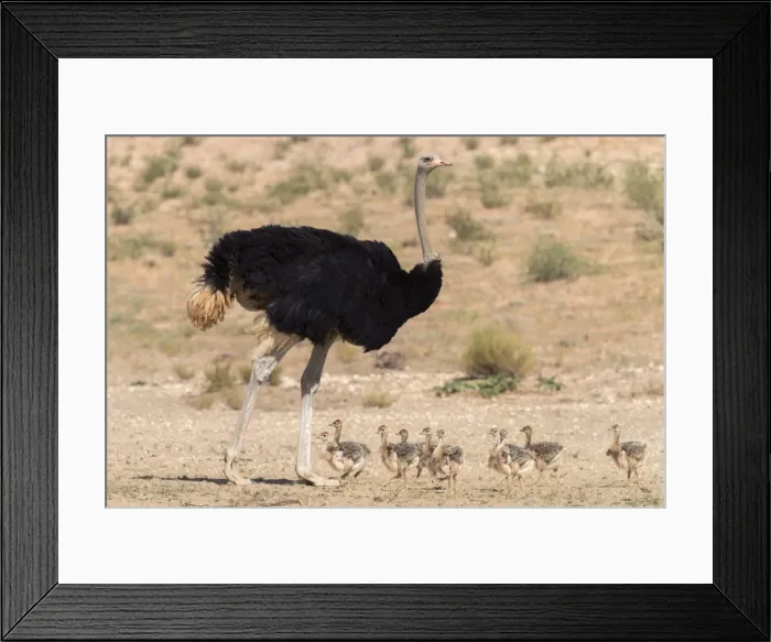 Framed Print : Ostrich (Struthio camelus) male with chicks, Kgalagadi Transfrontier Park, Northern Cape, South Africa, Africa Framed Print : Ostrich (Struthio camelus) male with chicks, Kgalagadi Transfrontier Park, Northern Cape, South Africa, Africa