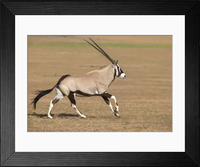 Framed Print : Gemsbok (Oryx gazella gazella) running, Kgalagadi Transfrontier Park, Northern Cape, South Africa, Africa Framed Print : Gemsbok (Oryx gazella gazella) running, Kgalagadi Transfrontier Park, Northern Cape, South Africa, Africa