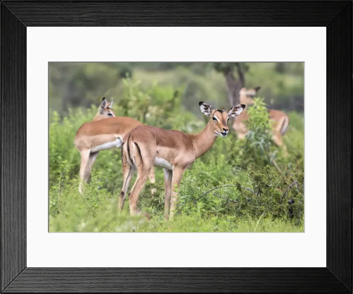 Framed Print : Impala (Aepyceros melampus) herd with young male feeding, Pilanesberg Game Reserve, North West province, South Africa, Africa Framed Print : Impala (Aepyceros melampus) herd with young male feeding, Pilanesberg Game Reserve, North West province, South Africa, Africa