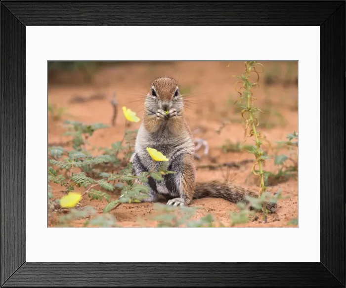 Framed Print : Ground squirrel (Xerus inauris) eating devils thorn flowers (Tribulus zeyheri), Kgalagadi Transfrontier Park, Northern Cape, South Africa, Africa Framed Print : Ground squirrel (Xerus inauris) eating devils thorn flowers (Tribulus zeyheri), Kgalagadi Transfrontier Park, Northern Cape, South Africa, Africa