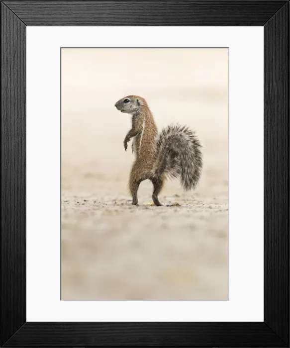 Framed Print : Ground squirrel (Xerus inauris) standing upright, Kgalagadi Transfrontier Park, Northern Cape, South Africa, Africa Framed Print : Ground squirrel (Xerus inauris) standing upright, Kgalagadi Transfrontier Park, Northern Cape, South Africa, Africa