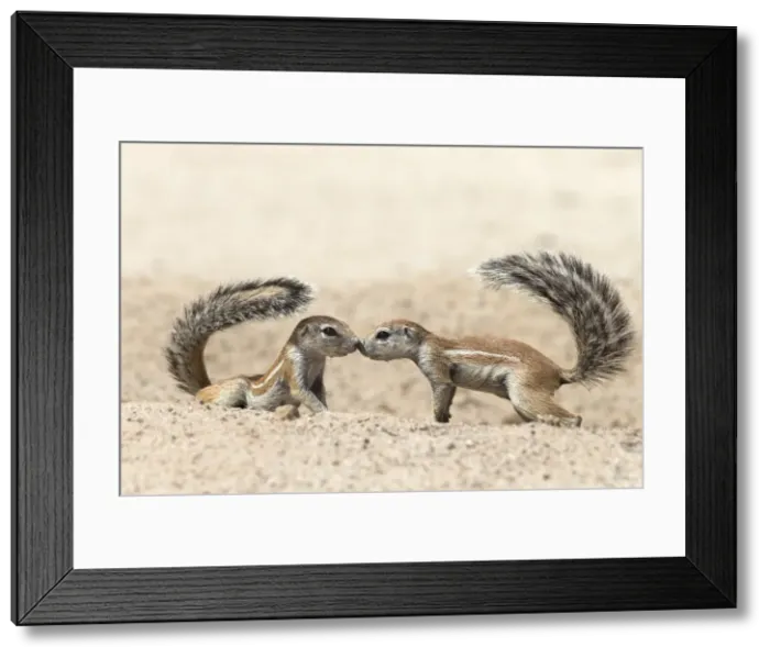 Framed Print : Ground squirrels (Xerus inauris) greeting, Kgalagadi Transfrontier Park, Northern Cape, South Africa, Africa Framed Print : Ground squirrels (Xerus inauris) greeting, Kgalagadi Transfrontier Park, Northern Cape, South Africa, Africa