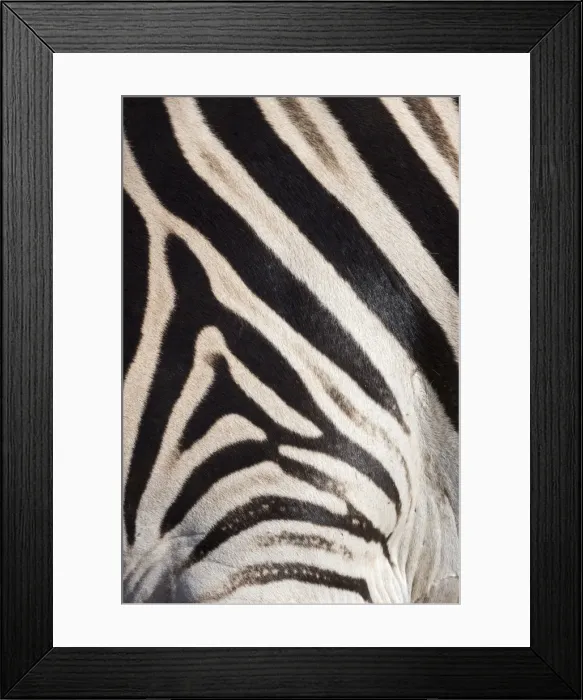 Framed Print : Plains zebra (Equua quagga burchelli) stripe pattern detail showing shadow stripe, South Africa, Africa Framed Print : Plains zebra (Equua quagga burchelli) stripe pattern detail showing shadow stripe, South Africa, Africa