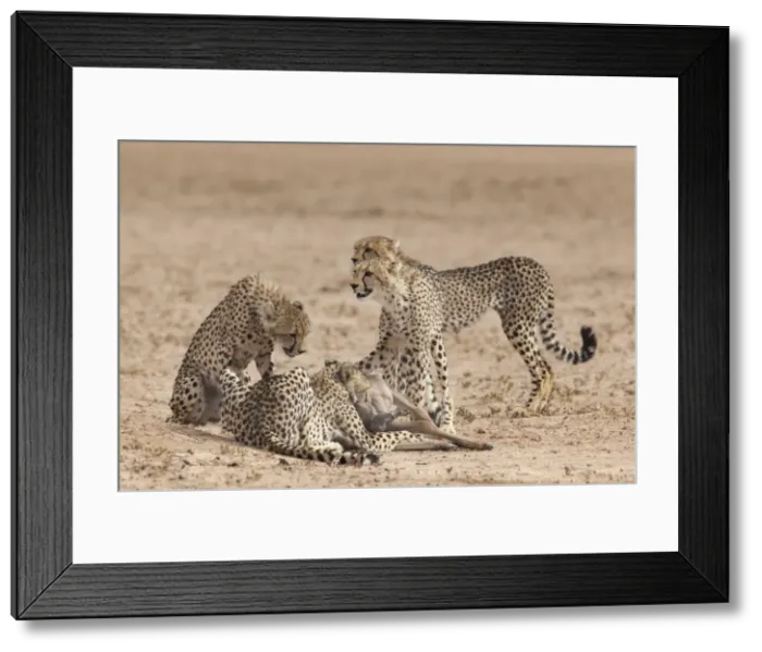 Framed Print : Cheetah (Acinonyx jubatus) killing baby common wildebeest (Connochaetes taurinus), Kgalagadi Transfrontier Park, South Africa, Africa Framed Print : Cheetah (Acinonyx jubatus) killing baby common wildebeest (Connochaetes taurinus), Kgalagadi Transfrontier Park, South Africa, Africa