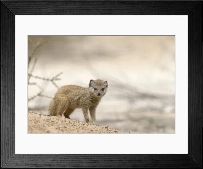 Framed Print : Baby yellow mongoose (Cynictis penicillata), Kgalagadi Transfrontier Park, Northern Cape, South Africa, Afruca Framed Print : Baby yellow mongoose (Cynictis penicillata), Kgalagadi Transfrontier Park, Northern Cape, South Africa, Afruca