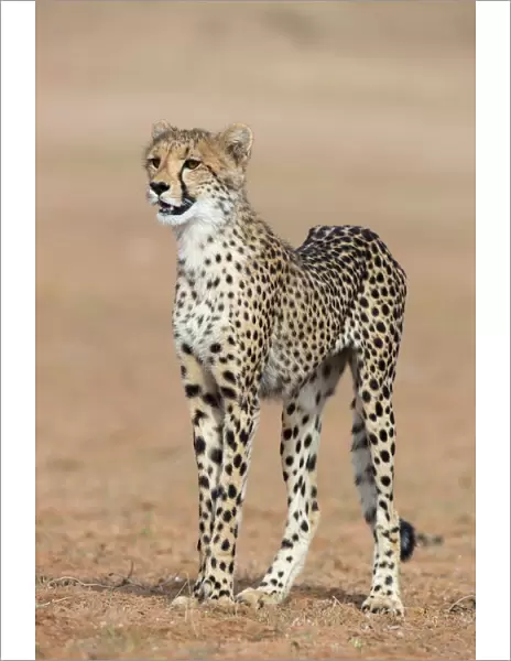 Cheetah cub (Acinonyx jubatus), Kgalagadi Transfrontier Park, Northern Cape, South Africa, Africa