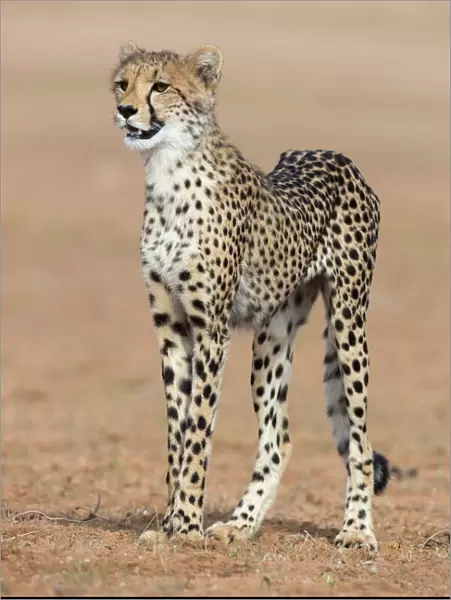 Cheetah cub (Acinonyx jubatus), Kgalagadi Transfrontier Park, Northern Cape, South Africa, Africa