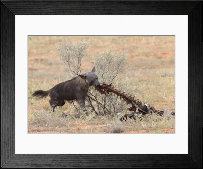 Framed Print : Brown hyena (Hyaena brunnea) scavenging remains of lion kill, Kgalagadi Transfrontier National Park, Northern Cape, South Africa, Africa Framed Print : Brown hyena (Hyaena brunnea) scavenging remains of lion kill, Kgalagadi Transfrontier National Park, Northern Cape, South Africa, Africa