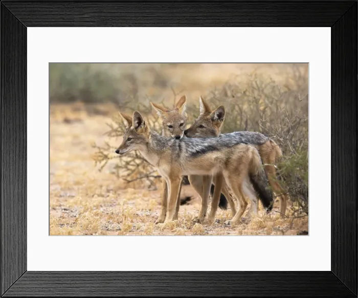 Framed Print : Blackbacked jackals (Canis mesomelas), Kgalagadi Transfrontier Park, South Africa, Africa Framed Print : Blackbacked jackals (Canis mesomelas), Kgalagadi Transfrontier Park, South Africa, Africa