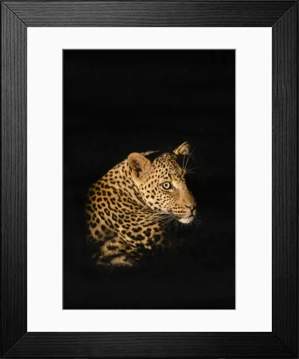Framed Print : Leopard (Panthera pardus), Madikwe Game Reserve, South Africa, Africa