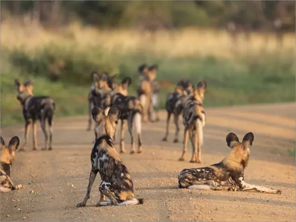 African wild dogs (Lycaon pictus), Madikwe Game Reserve, North West province, South Africa, Africa