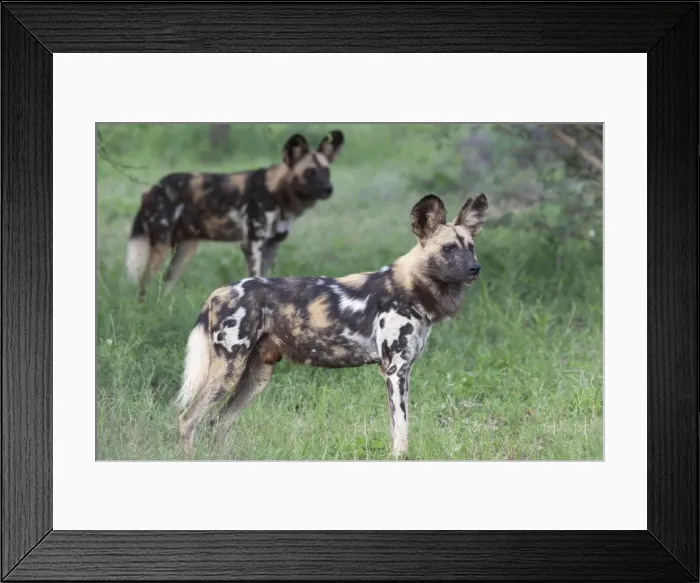 Framed Print : African wild dogs (Lycaon pictus), Madikwe Game Reserve, North West province, South Africa, Africa Framed Print : African wild dogs (Lycaon pictus), Madikwe Game Reserve, North West province, South Africa, Africa