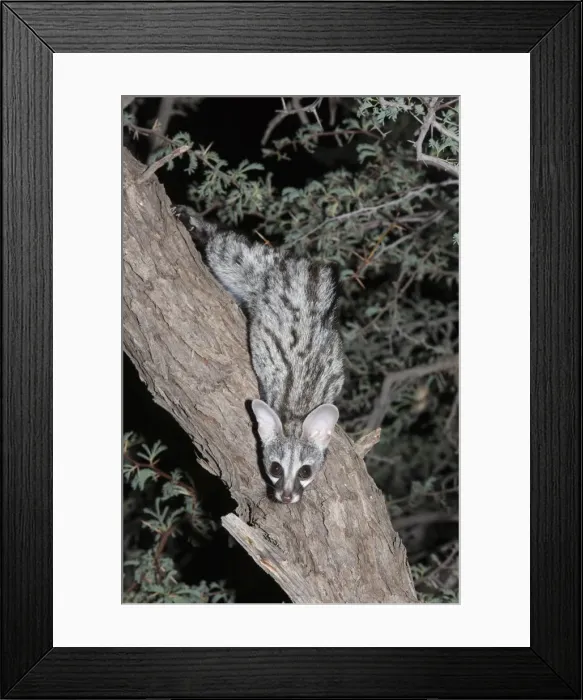 Framed Print : Small spotted genet (Genetta genetta), Kgalagadi Transfrontier Park, South Africa, Africa Framed Print : Small spotted genet (Genetta genetta), Kgalagadi Transfrontier Park, South Africa, Africa