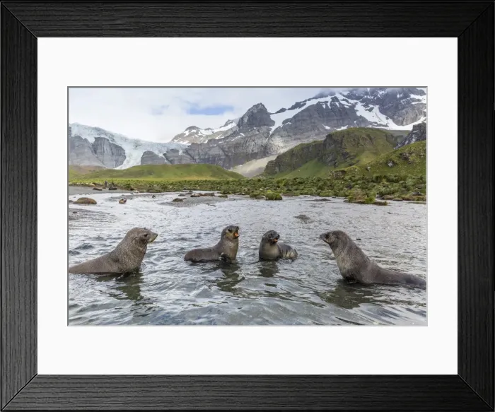 Framed Print : Antarctic fur seal pups (Arctocephalus gazella) mock-fighting in Gold Harbor, South Georgia, UK Overseas Protectorate, Polar Regions Framed Print : Antarctic fur seal pups (Arctocephalus gazella) mock-fighting in Gold Harbor, South Georgia, UK Overseas Protectorate, Polar Regions