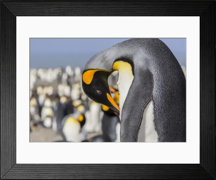 Framed Print : Adult king penguin (Aptenodytes patagonicus) at breeding colony at St. Andrews Bay, South Georgia, UK Overseas Protectorate, Polar Regions Framed Print : Adult king penguin (Aptenodytes patagonicus) at breeding colony at St. Andrews Bay, South Georgia, UK Overseas Protectorate, Polar Regions
