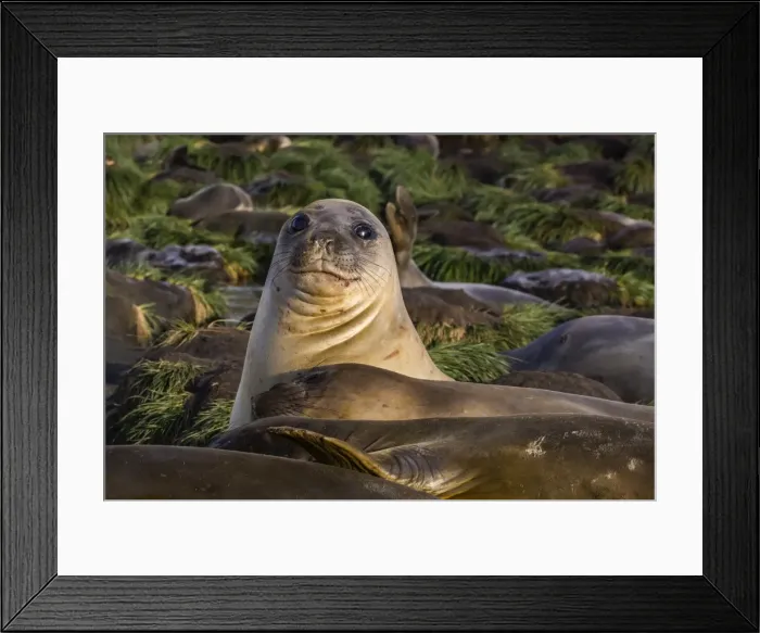 Framed Print : Female southern elephant seal (Mirounga leonina), in Gold Harbor, South Georgia, UK Overseas Protectorate, Polar Regions Framed Print : Female southern elephant seal (Mirounga leonina), in Gold Harbor, South Georgia, UK Overseas Protectorate, Polar Regions