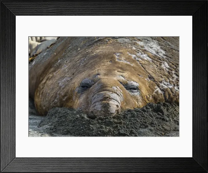 Framed Print : Southern elephant seal bull (Mirounga leonina) molting in Gold Harbor, South Georgia, UK Overseas Protectorate, Polar Regions Framed Print : Southern elephant seal bull (Mirounga leonina) molting in Gold Harbor, South Georgia, UK Overseas Protectorate, Polar Regions