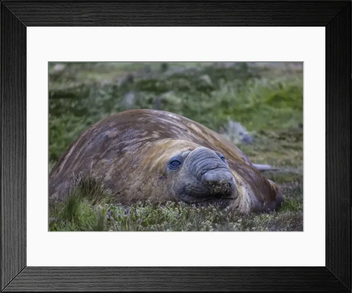 Framed Print : Southern elephant seal bull (Mirounga leonina), in Stromness Harbor, South Georgia, UK Overseas Protectorate, Polar Regions Framed Print : Southern elephant seal bull (Mirounga leonina), in Stromness Harbor, South Georgia, UK Overseas Protectorate, Polar Regions