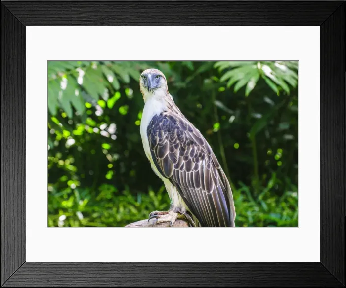Framed Print : Philippine eagle (Pithecophaga jefferyi) (Monkey-eating eagle), Davao, Mindanao, Philippines, Southeast Asia, Asia Framed Print : Philippine eagle (Pithecophaga jefferyi) (Monkey-eating eagle), Davao, Mindanao, Philippines, Southeast Asia, Asia