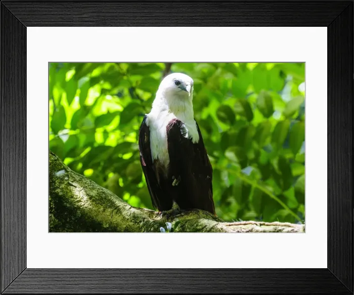 Framed Print : White-bellied sea eagle (Haliaeetus leucogaster), Davao, Mindanao, Philippines, Southeast Asia, Asia Framed Print : White-bellied sea eagle (Haliaeetus leucogaster), Davao, Mindanao, Philippines, Southeast Asia, Asia