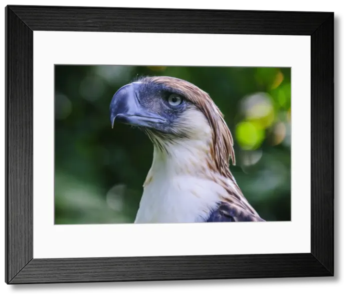 Framed Print : Philippine eagle (Pithecophaga jefferyi) (Monkey-eating eagle), Davao, Mindanao, Philippines, Southeast Asia, Asia Framed Print : Philippine eagle (Pithecophaga jefferyi) (Monkey-eating eagle), Davao, Mindanao, Philippines, Southeast Asia, Asia