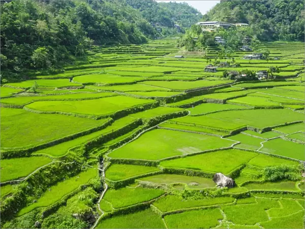 Hapao rice terraces, Banaue, UNESCO World Heritage Site, Luzon, Philippines, Southeast Asia, Asia