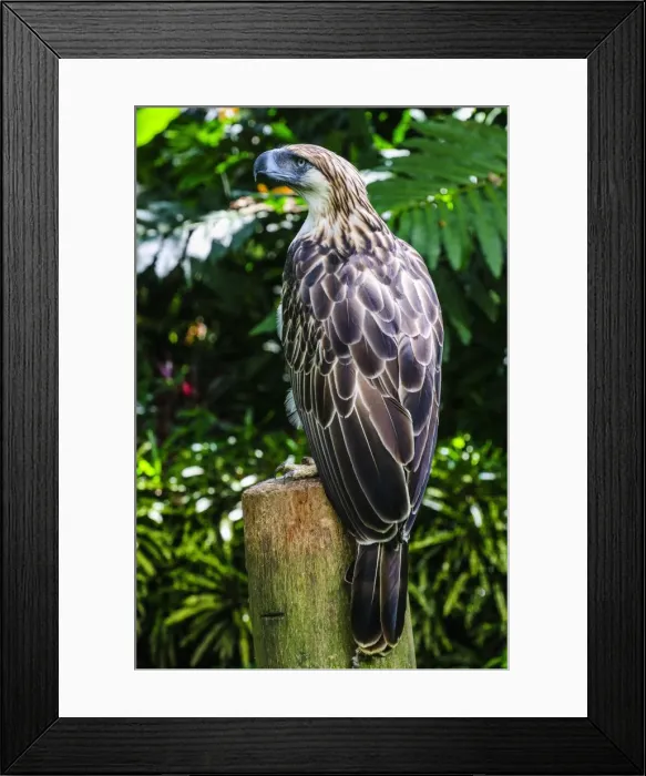 Framed Print : Philippine eagle (Pithecophaga jefferyi) (Monkey-eating eagle), Davao, Mindanao, Philippines, Southeast Asia, Asia Framed Print : Philippine eagle (Pithecophaga jefferyi) (Monkey-eating eagle), Davao, Mindanao, Philippines, Southeast Asia, Asia