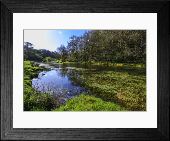 Framed Print : River weed and marsh marigolds (Caltha Palustris) of Lathkill Dale in spring, Peak District National Park, Derbyshire, England, United Kingdom, Europe Framed Print : River weed and marsh marigolds (Caltha Palustris) of Lathkill Dale in spring, Peak District National Park, Derbyshire, England, United Kingdom, Europe