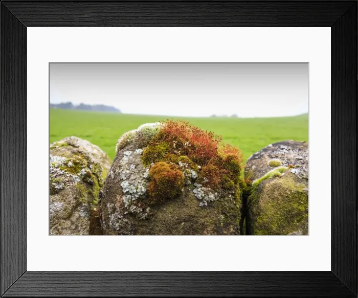 Framed Print : Moss and lichen on a dry stone wall near Elton on a murky spring day, Peak District National Park, Derbyshire, England, United Kingdom, Europe Framed Print : Moss and lichen on a dry stone wall near Elton on a murky spring day, Peak District National Park, Derbyshire, England, United Kingdom, Europe