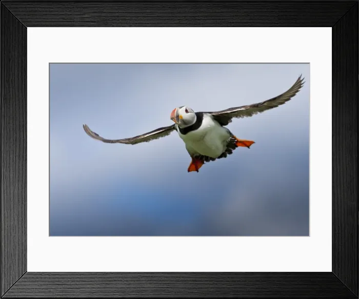 Framed Print : Atlantic puffin (Fratercula arctica) in flight, Inner Farne, Farne Islands, Northumberland, England, United Kingdom, Europe Framed Print : Atlantic puffin (Fratercula arctica) in flight, Inner Farne, Farne Islands, Northumberland, England, United Kingdom, Europe
