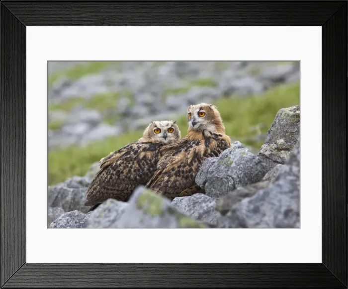 Framed Print : European eagle owl chicks (Bubo bubo), captive, United Kingdom, Europe Framed Print : European eagle owl chicks (Bubo bubo), captive, United Kingdom, Europe