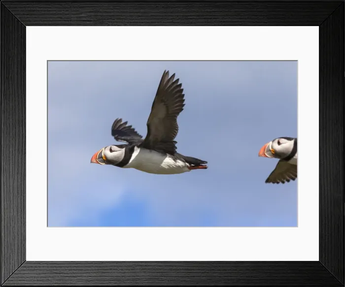 Framed Print : Puffin (Fratercula arctica) flying, Farne Islands, Northumberland, England, United Kingdom, Europe Framed Print : Puffin (Fratercula arctica) flying, Farne Islands, Northumberland, England, United Kingdom, Europe