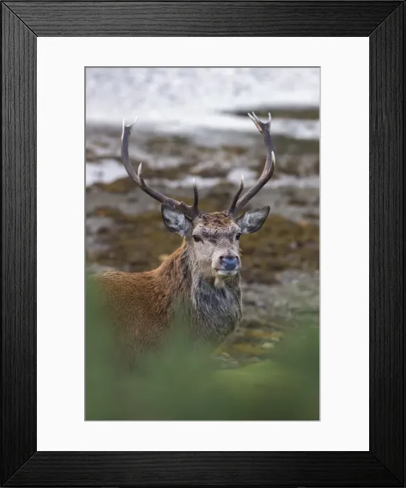 Framed Print : Red deer stag (Cervus elaphus), Arran, Scotland, United Kingdom, Europe Framed Print : Red deer stag (Cervus elaphus), Arran, Scotland, United Kingdom, Europe