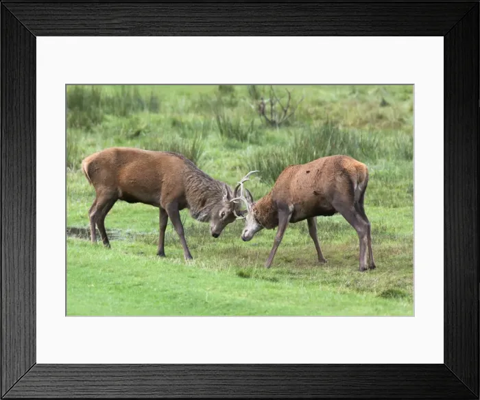Framed Print : Red deer stags sparring (Cervus elaphus), Arran, Scotland, United Kingdom, Europe Framed Print : Red deer stags sparring (Cervus elaphus), Arran, Scotland, United Kingdom, Europe
