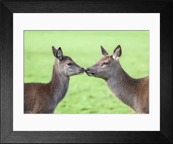 Framed Print : Red deer hind with young (Cervus elaphus), Arran, Scotland, United Kingdom, Europe Framed Print : Red deer hind with young (Cervus elaphus), Arran, Scotland, United Kingdom, Europe