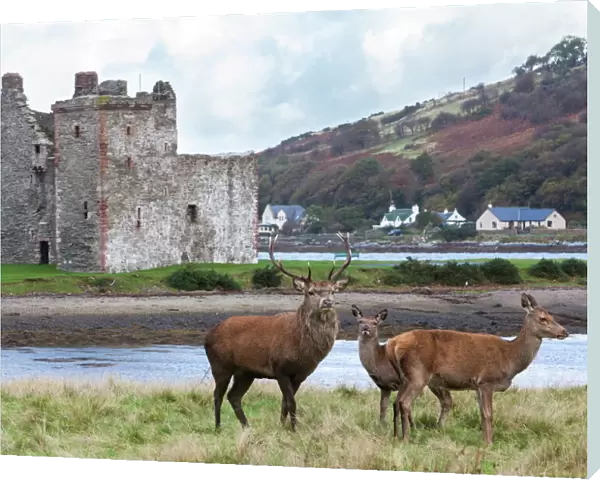 Red deer, Lochranza, Isle of Arran, Scotland, United Kingdom, Europe