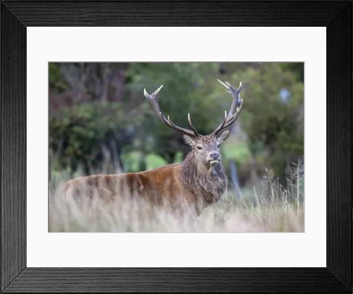 Framed Print : Red deer stag (Cervus elaphus), Arran, Scotland, United Kingdom, Europe Framed Print : Red deer stag (Cervus elaphus), Arran, Scotland, United Kingdom, Europe