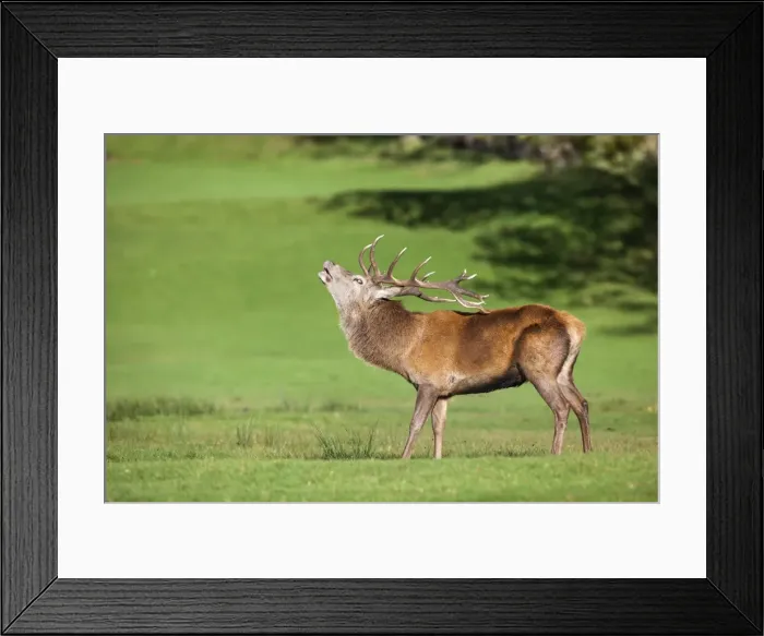 Framed Print : Red deer stag (Cervus elaphus) roaring, Arran, Scotland, United Kingdom, Europe Framed Print : Red deer stag (Cervus elaphus) roaring, Arran, Scotland, United Kingdom, Europe